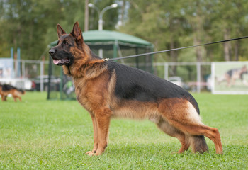 Standing german shepherd dog