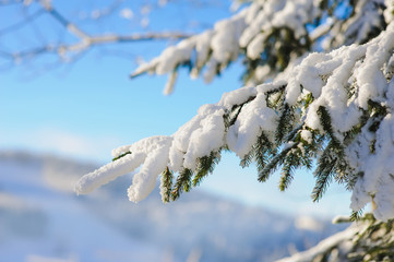 Snow covered fir branch
