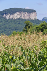 Corn and Malakoff mount in Nova Petropolis - Rio Grande do Sul -