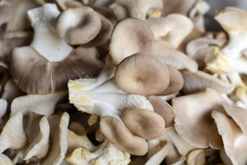 Oyster Mushroom