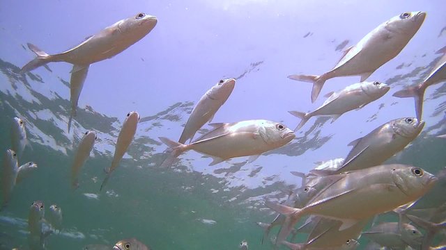 A large school of fish Bigeye trevally (Caranx sexfasciatus) swimming under water surface (Bottom View), Indian Ocean, Hikkaduwa, Sri Lanka, South Asia
