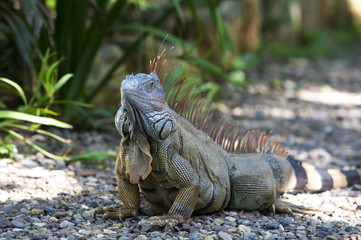 Fototapeta premium One turtle iguana