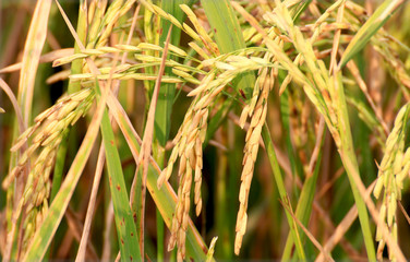The rice fields in farmland 