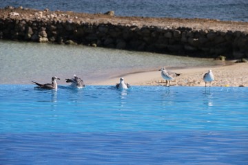 Fototapeta premium birds in the swimming pool 