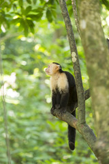 Spider monkey on tree