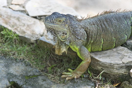 Closeup of green iguana