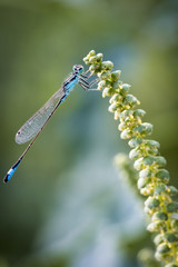 Agrion Elegant 