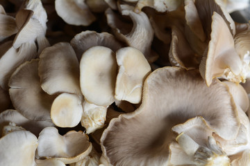 Oyster Mushroom