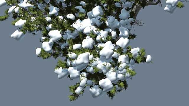 Monterey Cypress Crown Under Snow Winter Coniferous Evergreen Tree is Swaying at The Wind Green Scale-Like Leaves Hesperocyparis Macrocarpa Windy