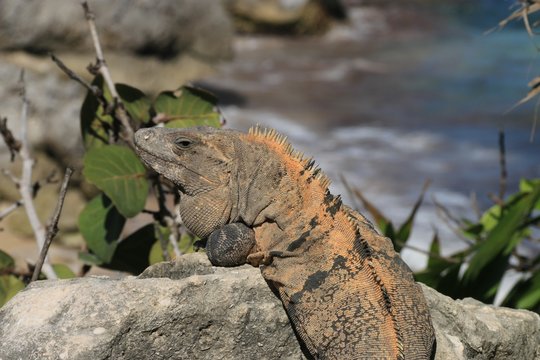 Mexican Iguana in Tulum