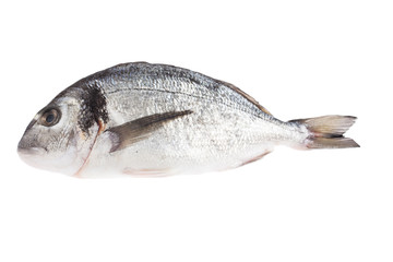 Fresh raw fish isolated on white