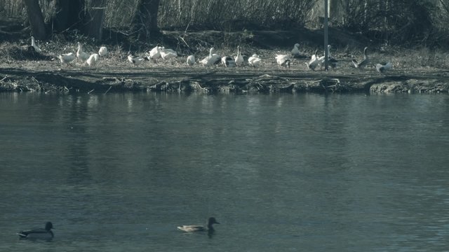 Patos en el estanque