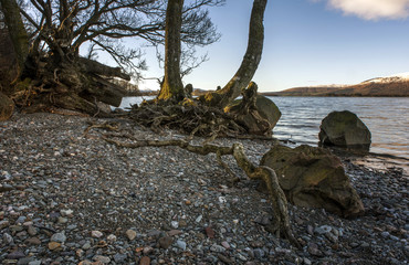 Fototapeta premium Tree roots at Loch Lomond