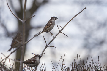  Sparrows perching on a branch.