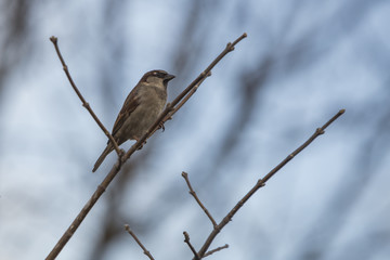  Sparrows perching on a branch.