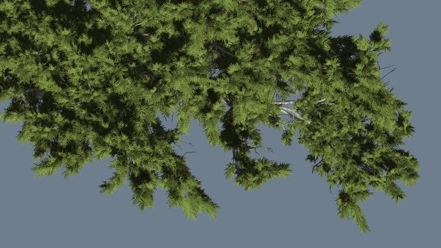 Monterey Cypress Crown Top Down Coniferous Evergreen Tree is Swaying at The Wind Green Scale-Like Leaves Hesperocyparis Macrocarpa Tree in Windy Day