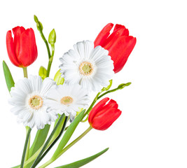 Gerber Daisy, tulip isolated on white background