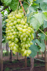 grape in garden