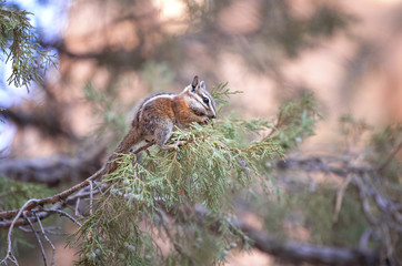 Squirrel eating on a tree.