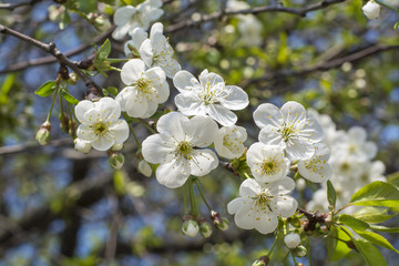 A branch of the cherry blossoms against the blue sky 