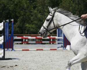 Racehorse galloping flying mane