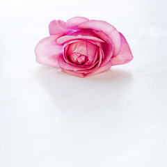 rosa ros mot vit träbakgrund