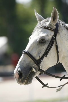 Horse head portrait closeup at equestrian show jumping training