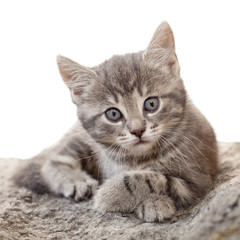 söt grå bakgrund ligger med tassarna i kors tittar in i kameran