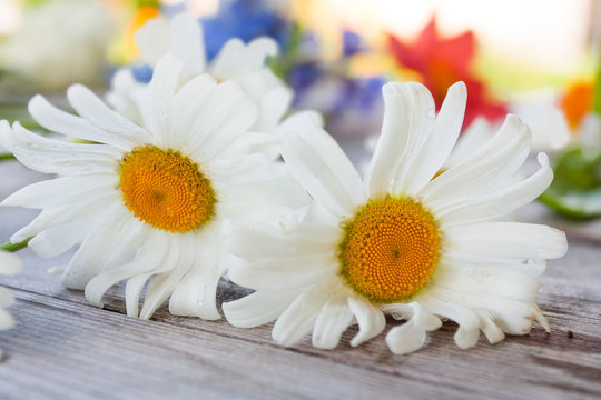 Two flowers of camomile on old wooden table with background of a summer garden