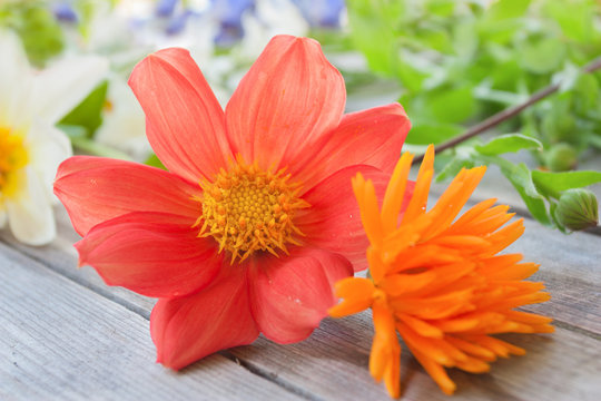 Red dahlia flower and orange calendula flower on a wooden table in the garden on a sunny day