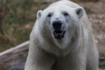 Fototapeta na wymiar Polar Bear