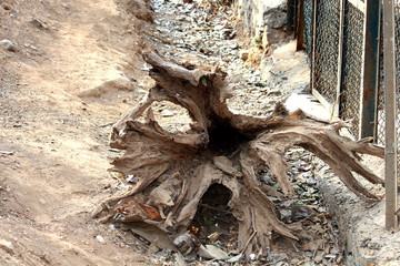 Dead Tree roots and base 
