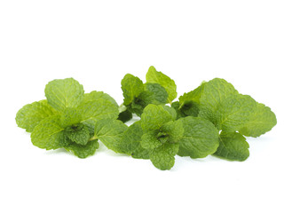 Fresh lemon balm bunch isolated on white background