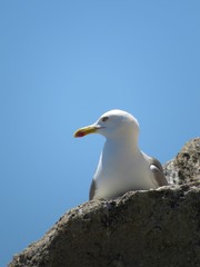 seagull