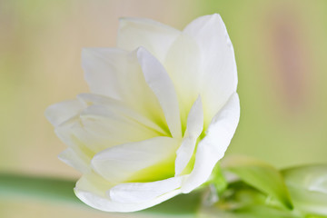 Weiße Amaryllis