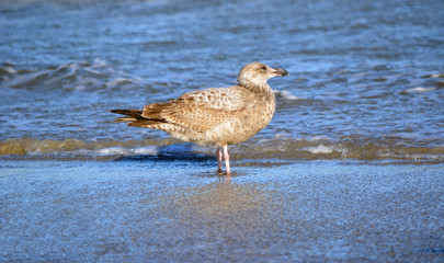 Juvenile Gull/Juvenile Gull standing in the waves on the beach