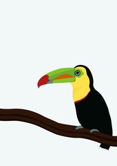 Toucan on a branch