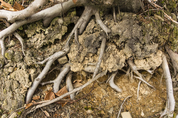 revealed the roots in the ground in the woods with dirt and stones