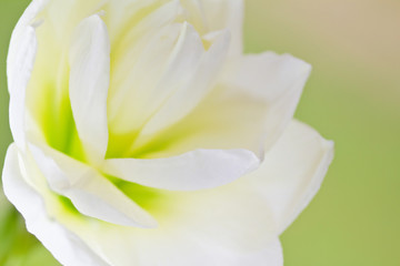 Weiße Amaryllis