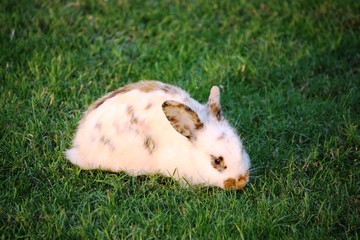 Dwarf rex rabbit Dalmatian black and white