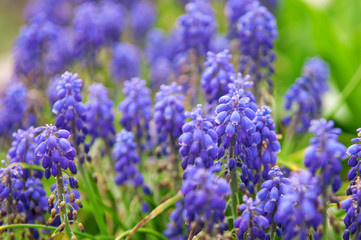 Fototapeta premium Grape hyacinth on the meadow closeup
