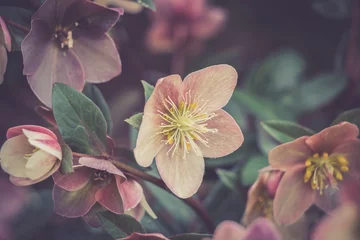 Fototapete Romantischer Stil Pinke Blumen