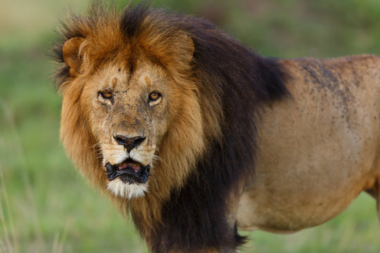 Portrait of Lion Lipstick of Rekero Pride in Masai Mara, Kenya