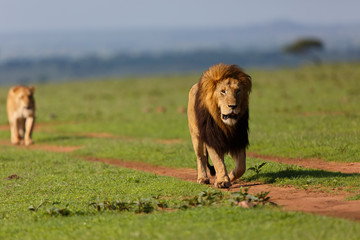 Naklejka premium Lion Notch II with following Lioness in Masai Mara, Kenya