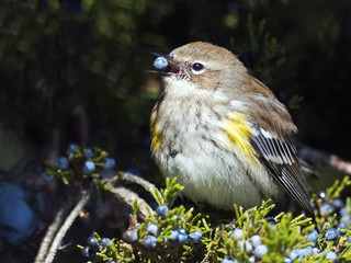 Male Yellow-rumped Warbler