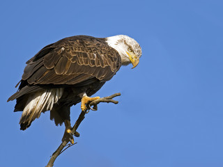 Bald Eagle in Tree