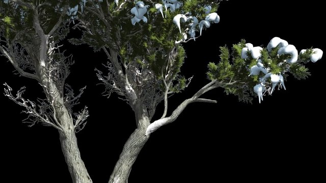 Monterey Cypress Snow Doubled Trunk Coniferous Evergreen Tree is Swaying at The Wind Green Scale-Like Leaves Hesperocyparis Macrocarpa Tree in Windy Day