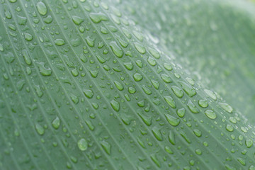 rain drop on banana leaf 