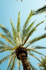 Wall murals Palm tree Looking up in a palm tree