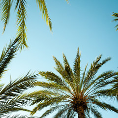 Obraz na płótnie Canvas Looking up in a palm tree